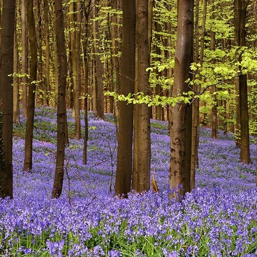 Complete "In The Green" Bulb Saver Collection 9 Complete "In The Green" Bulb Saver Collection - Image 7