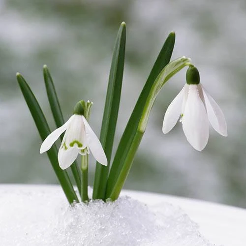 Complete "In The Green" Bulb Saver Collection 10 Complete "In The Green" Bulb Saver Collection - Image 8