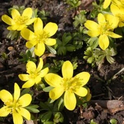 Complete "In The Green" Bulb Saver Collection 19 Complete "In The Green" Bulb Saver Collection -Yougarden Shop 630203 8