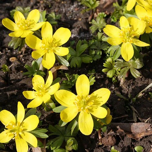 Complete "In The Green" Bulb Saver Collection 11 Complete "In The Green" Bulb Saver Collection - Image 9