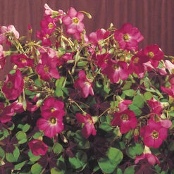 Summer Flowering Balcony Plant-O-Mat -Yougarden Shop 630217 3