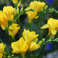 Summer Flowering Balcony Plant-O-Mat -Yougarden Shop 630217 4