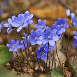 Summer Flowering Balcony Plant-O-Mat -Yougarden Shop 630217 6