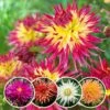 Dahlia Cactus Mixed