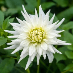 Dahlia Cactus Mixed -Yougarden Shop 630225 2
