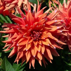 Dahlia Cactus Mixed -Yougarden Shop 630225 4