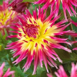 Dahlia Cactus Mixed -Yougarden Shop 630225 5