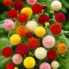 Dahlia Pom Pom Mix 1 Dahlia Pom Pom Mix -Yougarden Shop 630320