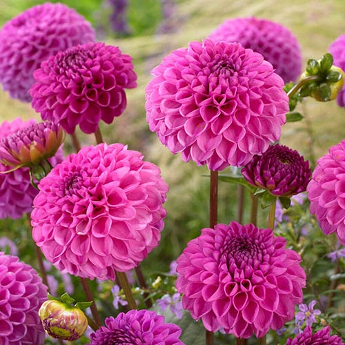 Dahlia Pom Pom Mix 5 Dahlia Pom Pom Mix - Image 3