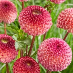 Dahlia Pom Pom Mix 11 Dahlia Pom Pom Mix -Yougarden Shop 630320 3