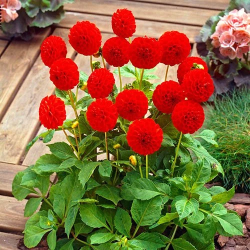 Dahlia Pom Pom Mix 8 Dahlia Pom Pom Mix - Image 6