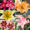 Skyscraper Lily Collection -Yougarden Shop 630326