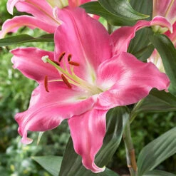 Skyscraper Lily Collection -Yougarden Shop 630326 3