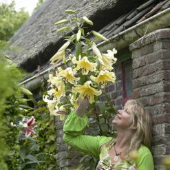 Skyscraper Lily Collection -Yougarden Shop 630326 6