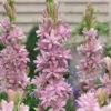 Polianthes Tuberosa 'Pink Sensation' -Yougarden Shop 630362