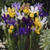 Dutch Iris Mix -Yougarden Shop 630366