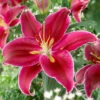 'King Charles' Lily -Yougarden Shop 650131