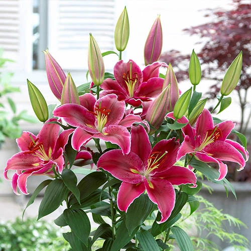 'King Charles' Lily 4 'King Charles' Lily - Image 2