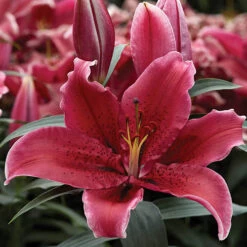 'King Charles' Lily 9 'King Charles' Lily -Yougarden Shop 650131 2