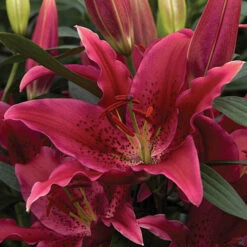 'King Charles' Lily 10 'King Charles' Lily -Yougarden Shop 650131 3