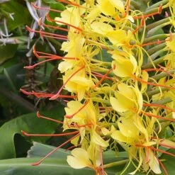 Hardy Ginger Lily - Hedychium -Yougarden Shop 660003 2