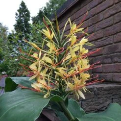 Hardy Ginger Lily - Hedychium -Yougarden Shop 660003 3