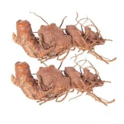 Hardy Ginger Lily - Hedychium -Yougarden Shop 660003 4