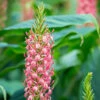 Ginger Lily Hedychium 'Pink Princess' -Yougarden Shop 660013