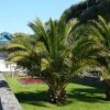 Phoenix Canariensis 'Canary Island Date Palm' 2 Phoenix Canariensis 'Canary Island Date Palm' -Yougarden Shop 680005