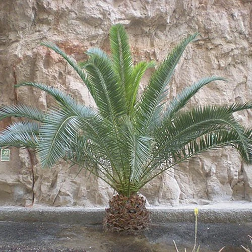 Phoenix Canariensis 'Canary Island Date Palm' 3 Phoenix Canariensis 'Canary Island Date Palm' - Image 2