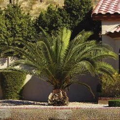 Phoenix Canariensis 'Canary Island Date Palm' 11 Phoenix Canariensis 'Canary Island Date Palm' -Yougarden Shop 680005 2