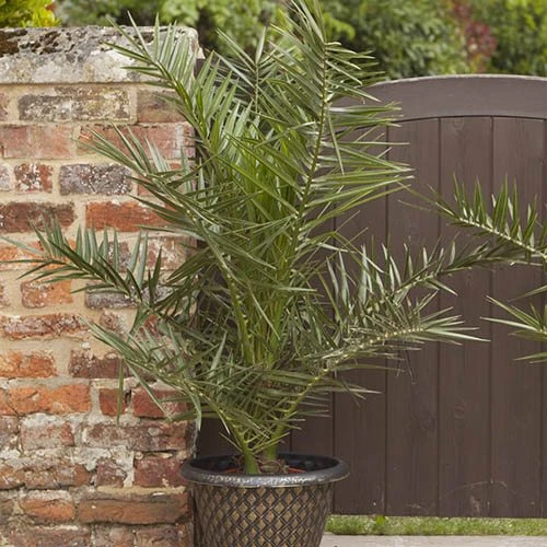 Phoenix Canariensis 'Canary Island Date Palm' 5 Phoenix Canariensis 'Canary Island Date Palm' - Image 4