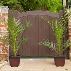 Phoenix Canariensis 'Canary Island Date Palm' 13 Phoenix Canariensis 'Canary Island Date Palm' -Yougarden Shop 680005 4