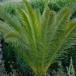 Phoenix Canariensis 'Canary Island Date Palm' 14 Phoenix Canariensis 'Canary Island Date Palm' -Yougarden Shop 680005 5