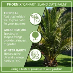 Phoenix Canariensis 'Canary Island Date Palm' 16 Phoenix Canariensis 'Canary Island Date Palm' -Yougarden Shop 680005 7