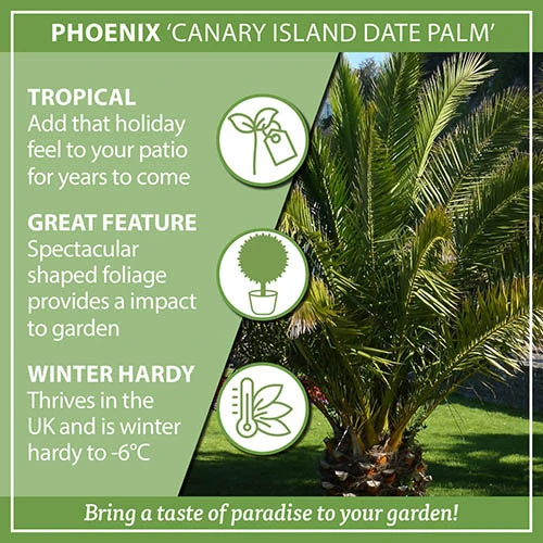 Phoenix Canariensis 'Canary Island Date Palm' 9 Phoenix Canariensis 'Canary Island Date Palm' - Image 8
