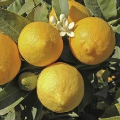 Large 'Eureka' Lemon Tree