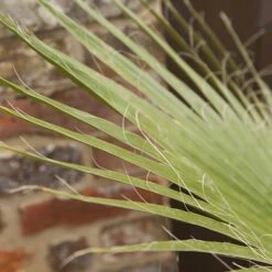 Cotton Palm Washingtonia 13 Cotton Palm Washingtonia -Yougarden Shop 680024 2