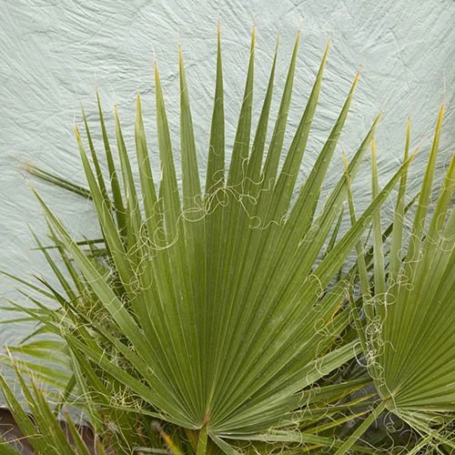 Cotton Palm Washingtonia 7 Cotton Palm Washingtonia - Image 5