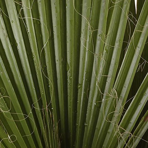 Cotton Palm Washingtonia 9 Cotton Palm Washingtonia - Image 7