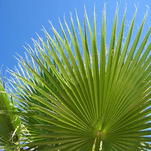 Cotton Palm Washingtonia 10 Cotton Palm Washingtonia - Image 8