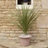 Cordyline Australis -Yougarden Shop 680026