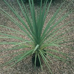 Cordyline Australis -Yougarden Shop 680026 4
