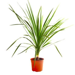 Cordyline Australis -Yougarden Shop 680026 5