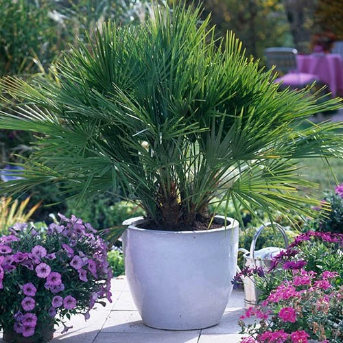 Hardy Fan Palm Chamaerops Humilis 3 Hardy Fan Palm Chamaerops Humilis