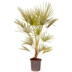 Hardy Fan Palm Chamaerops Humilis 8 Hardy Fan Palm Chamaerops Humilis -Yougarden Shop 680029 2