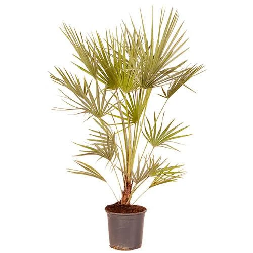 Hardy Fan Palm Chamaerops Humilis 5 Hardy Fan Palm Chamaerops Humilis - Image 3
