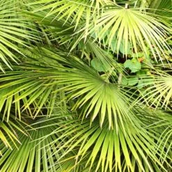 Hardy Fan Palm Chamaerops Humilis 9 Hardy Fan Palm Chamaerops Humilis -Yougarden Shop 680029 3