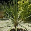 Pair Of Cordyline Australis -Yougarden Shop 680033