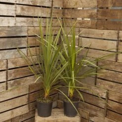 Pair Of Cordyline Australis -Yougarden Shop 680033 2
